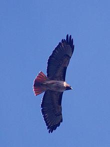 7630_220px-red-tailed_hawk_in_flight.jpg
