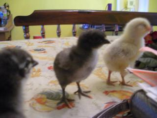 7630_babies3.jpg