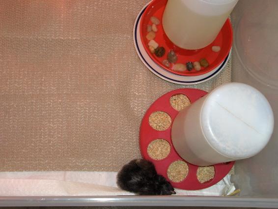7630_brooder1.jpg
