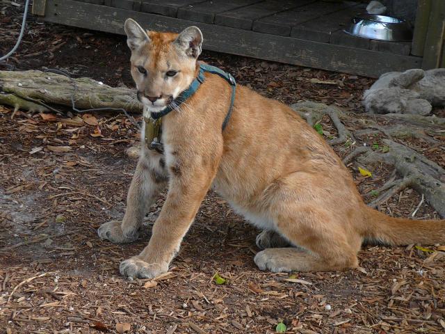 7630_captive_juvenile_florida_panther_1.jpg