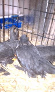 7630_imag0007.jpg