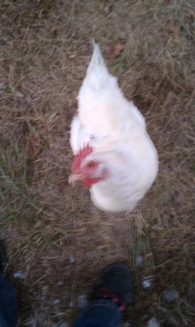 7630_imag0011.jpg
