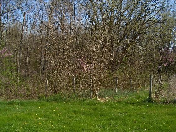 7630_orchard_area.jpg