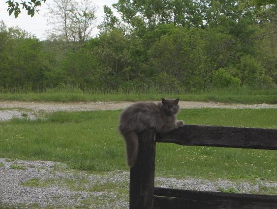 7630_postcat.jpg
