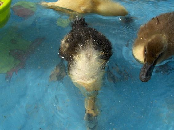 7630_snorkelduck.jpg