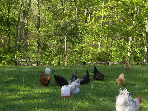7630_theflock4.jpg