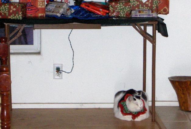 7630_xmastreeroadkill09.jpg