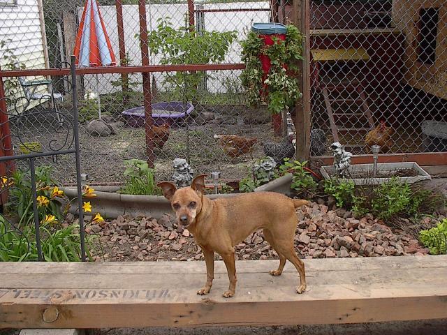 76413_2010_yard_and_dogs_004.jpg