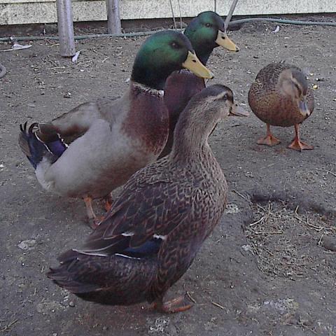 76413_handsome_ducks.jpg