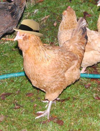 76434_hen_in_hat.jpg