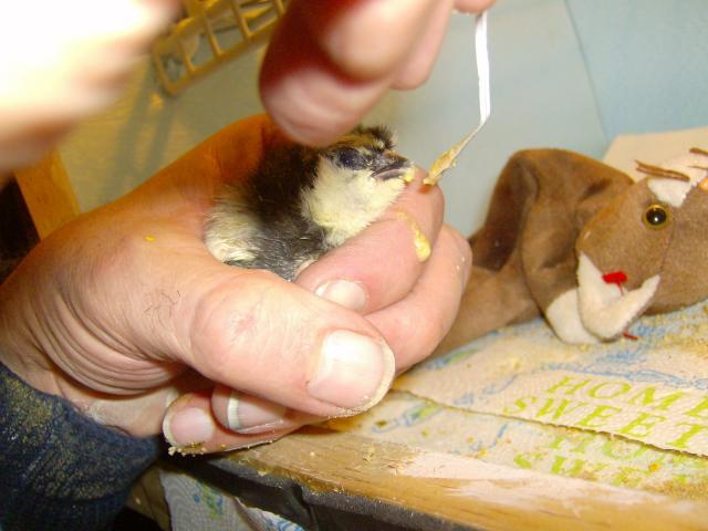 76441_feeding_the_chick.jpg