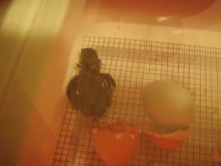 76466_2011-jan04-first-hatch1.jpg