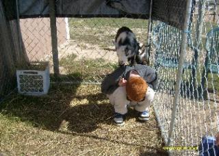 76466_c2081-goats.jpg