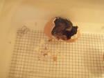 76466_chick2-2.jpg
