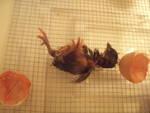 76466_chick2-5.jpg