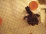 76466_chick2-6.jpg