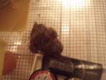 76466_chick3-1.jpg