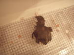 76466_chick4-1-ee.jpg