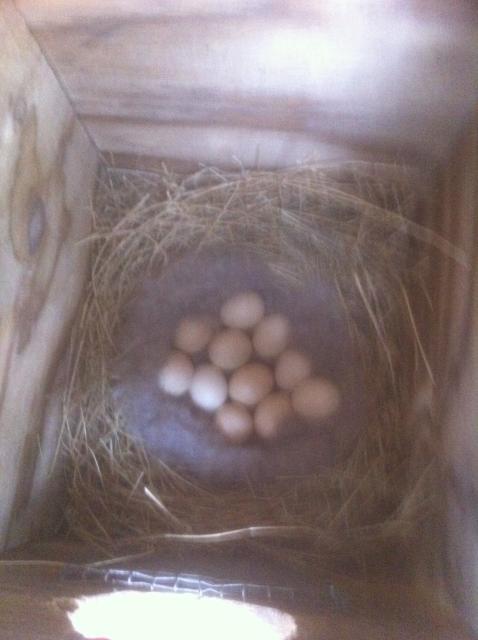 7647_nesting_016.jpg