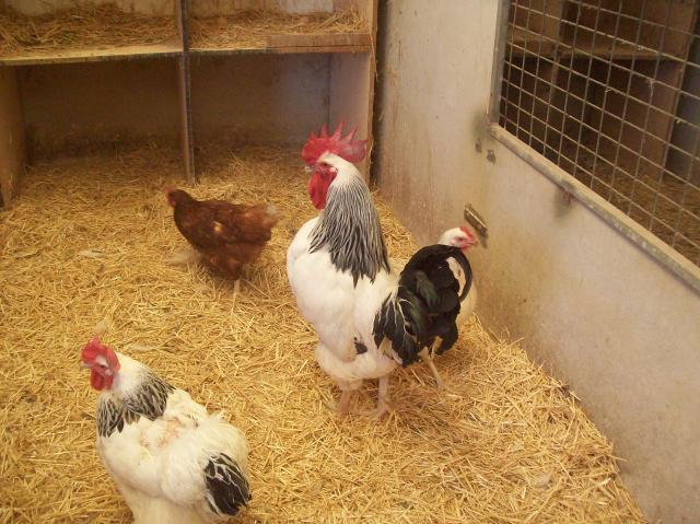 76532_76532_jacks_chickens_003.jpg