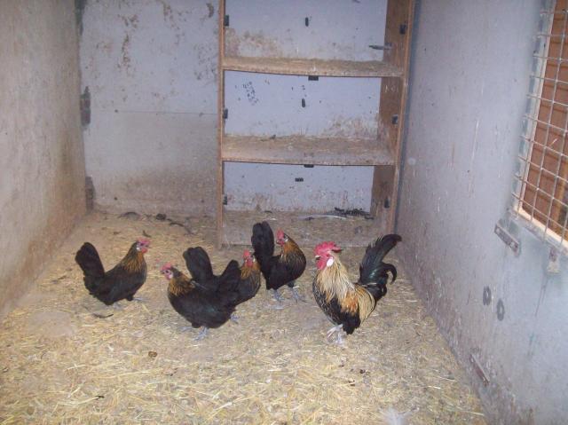 76532_76532_jacks_chickens_004.jpg