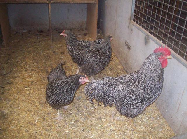 76532_76532_jacks_chickens_005.jpg