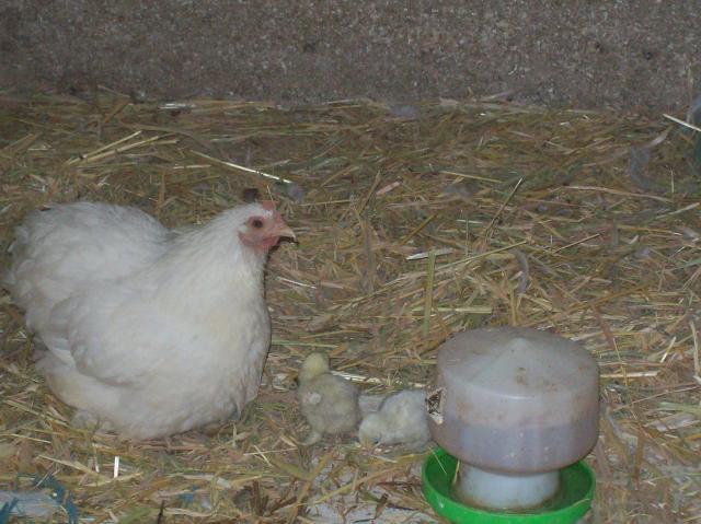 76532_76532_jacks_chickens_006.jpg