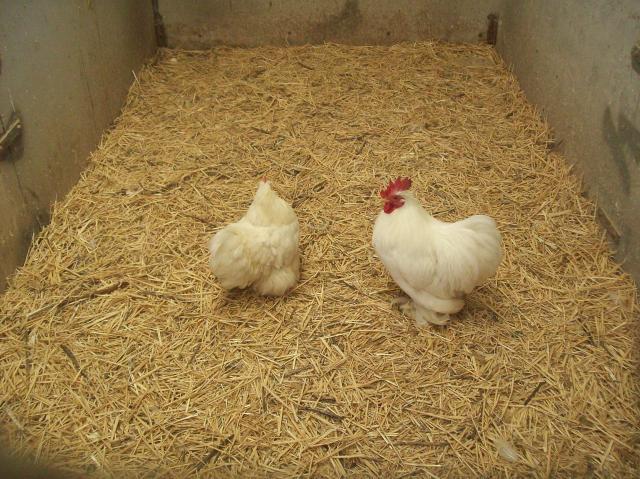 76532_76532_jacks_chickens_007.jpg