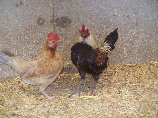 76532_jacks_chickens_011.jpg