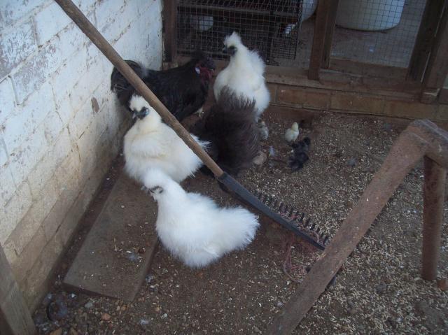 76532_jacks_chickens_032.jpg