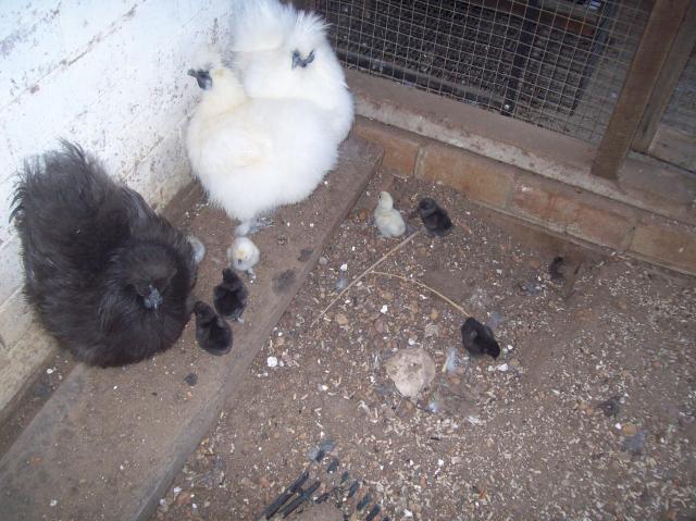 76532_jacks_chickens_033.jpg