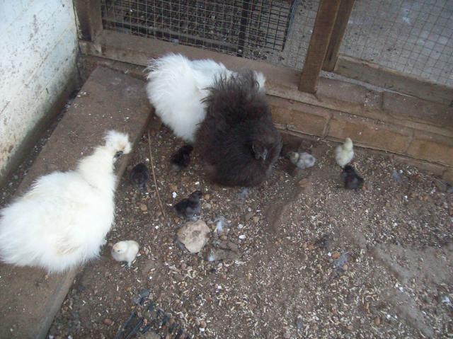 76532_jacks_chickens_034.jpg
