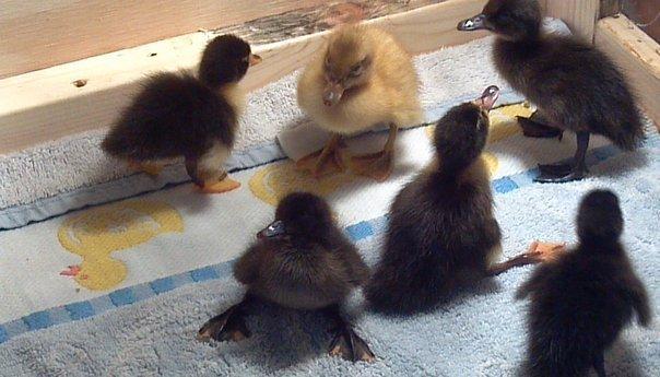 76564_ducklings_2.jpg