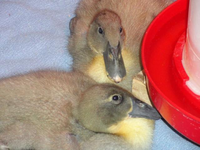 76564_ducks_6.jpg
