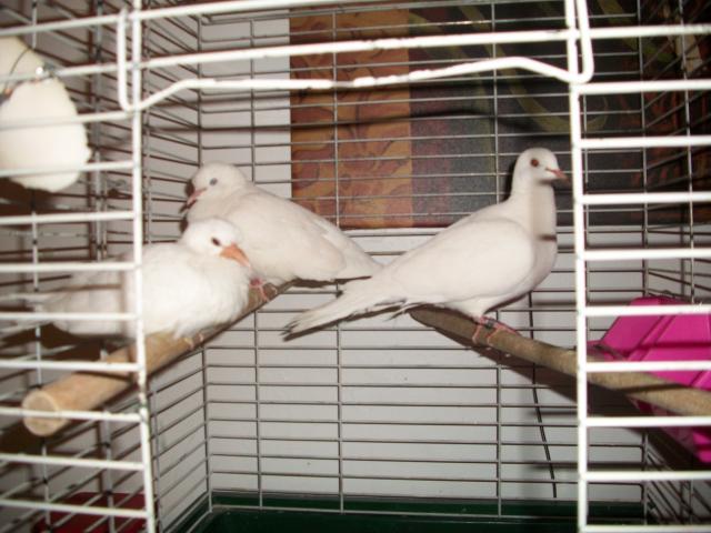 76596_dovefamily.jpg