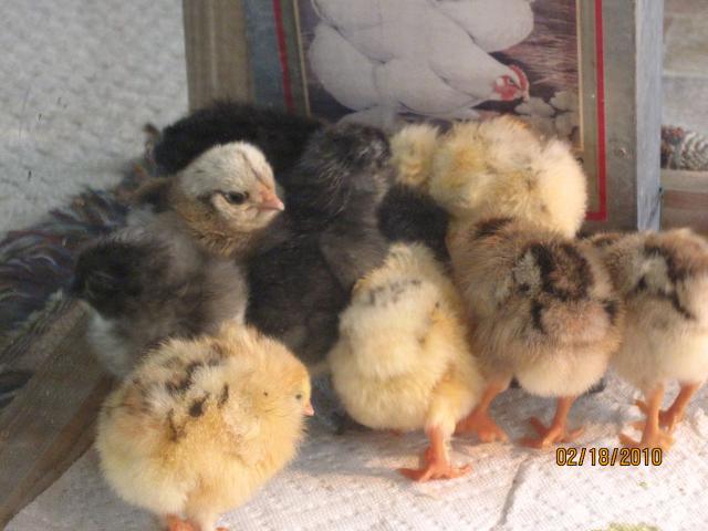 7664_babies_2010_005.jpg