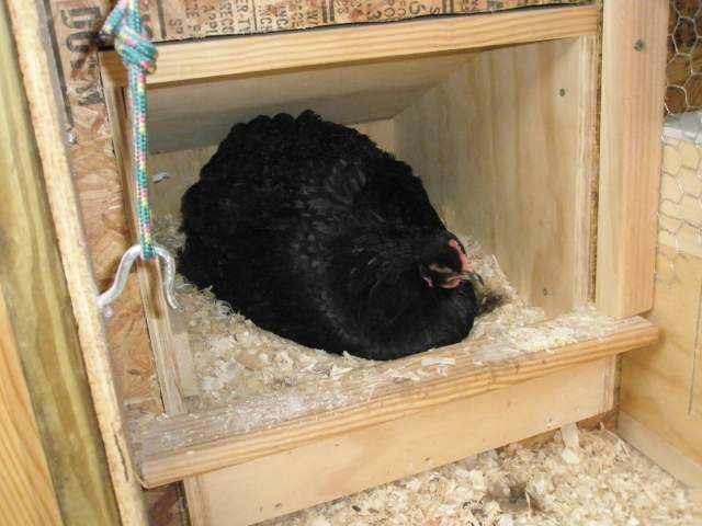 7664_broody_momma_024.jpg