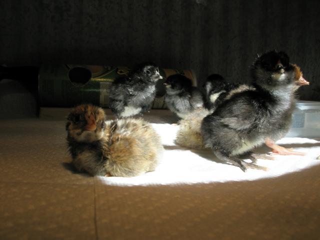 7664_buzzard_chicks_chicks_003.jpg