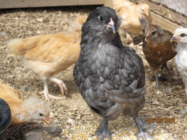 7664_ee_chicks_001.jpg