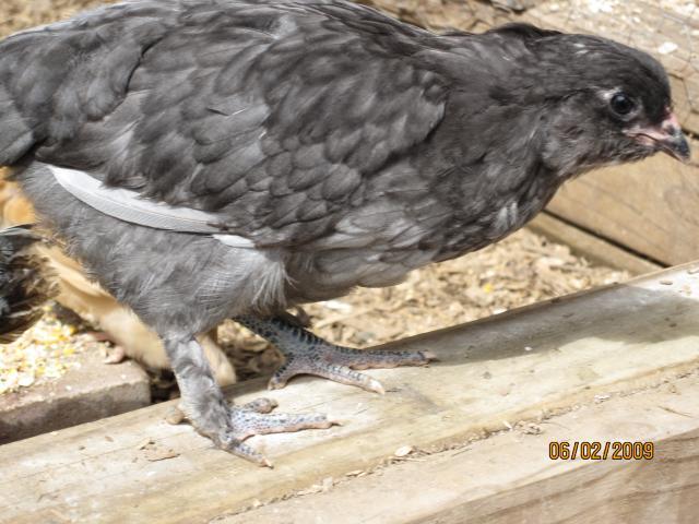 7664_ee_chicks_002.jpg