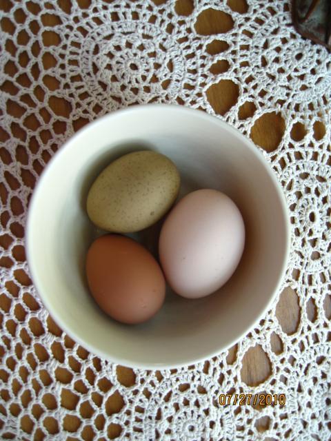 7664_hedwigs_egg_007.jpg