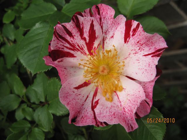 7664_roses_2010_026.jpg