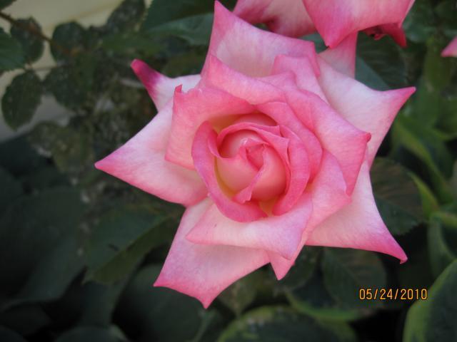 7664_roses_2010_032.jpg