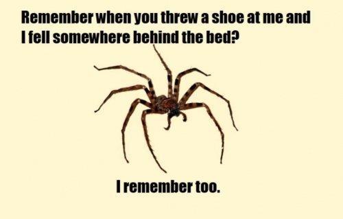76726_thespiderthatneverforgets_f4322f_1855197.jpeg