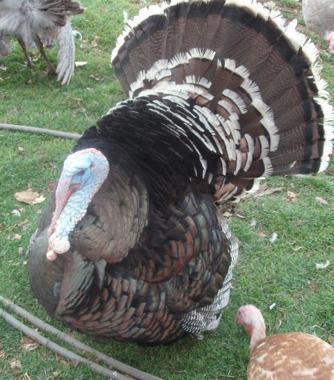 76816_2010_turkeys_084_2.jpg