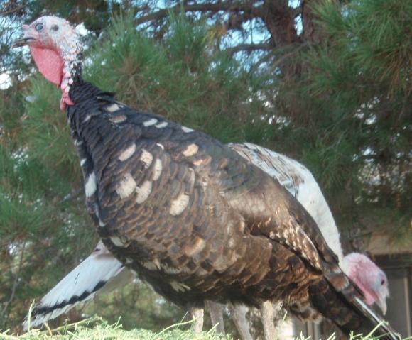 76816_2010_turkeys_098_2.jpg