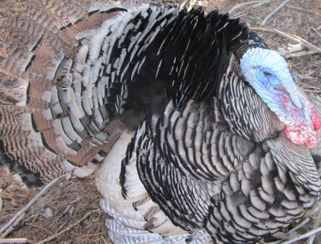 76816_poultry_072_2.jpg