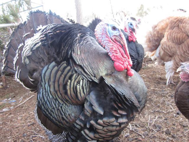 76816_poultry_134.jpg