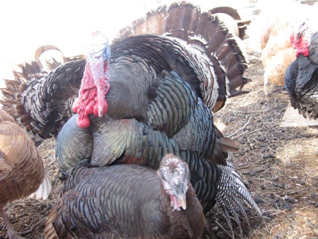 76816_poultry_136.jpg
