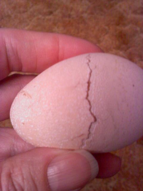 76934_egg_cracked_in_hen.jpg